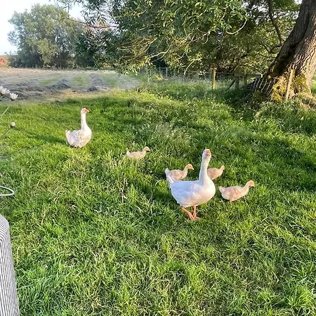 Langtonbury Luksusowy namiot Appleby-in-Westmorland
